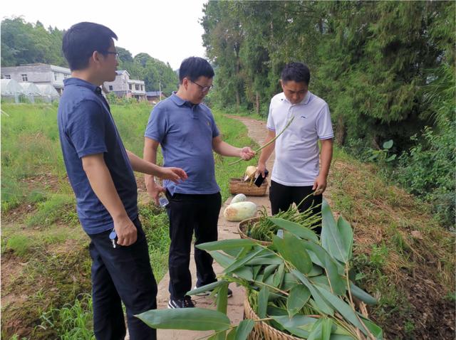 发挥人才优势,成职智力帮扶推动牛角溪乡村振兴